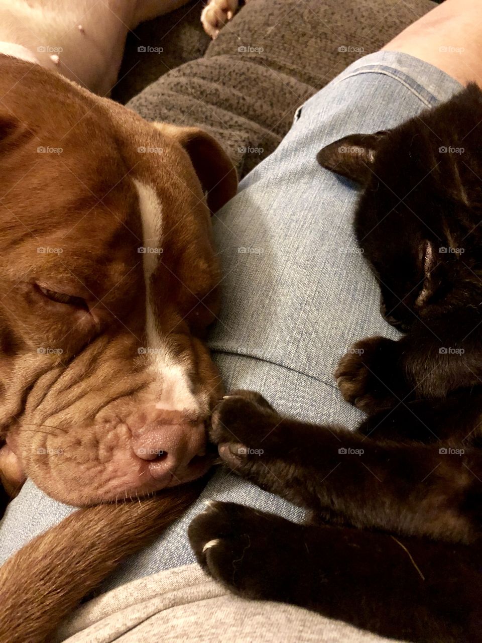 Napping buddies from two ends of the spectrum, a young thoroughbred pup dozes next to 20-year-old cat. 