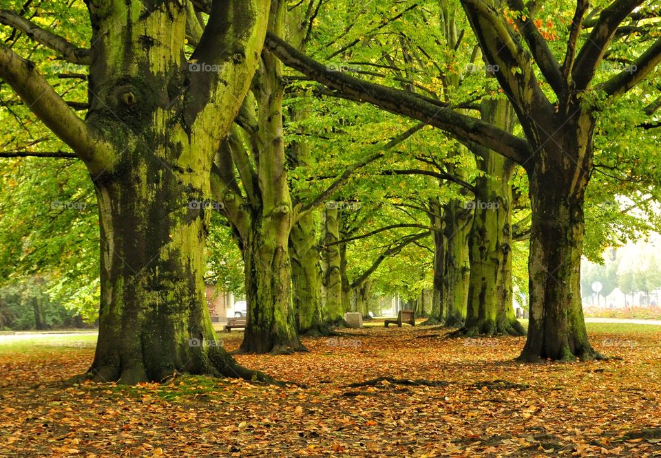 Fall, Leaf, Wood, Tree, Nature