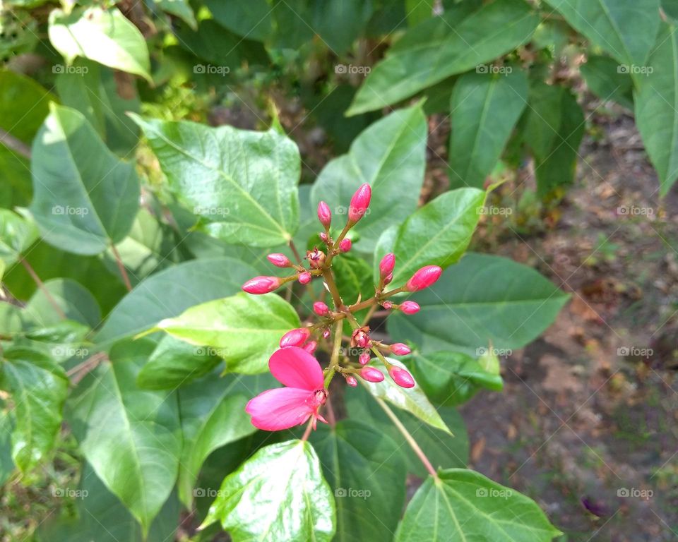 Pink flower on the park