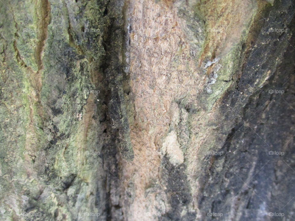 bark of tree