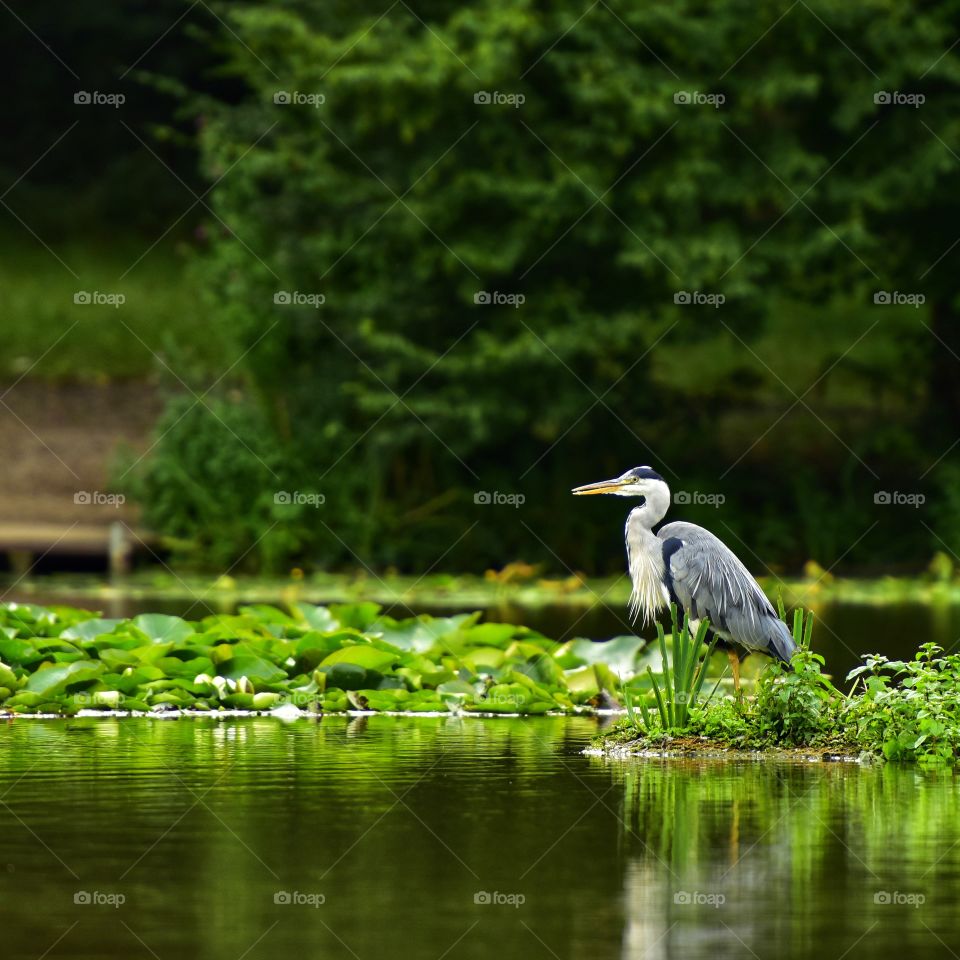 Heron Fishing