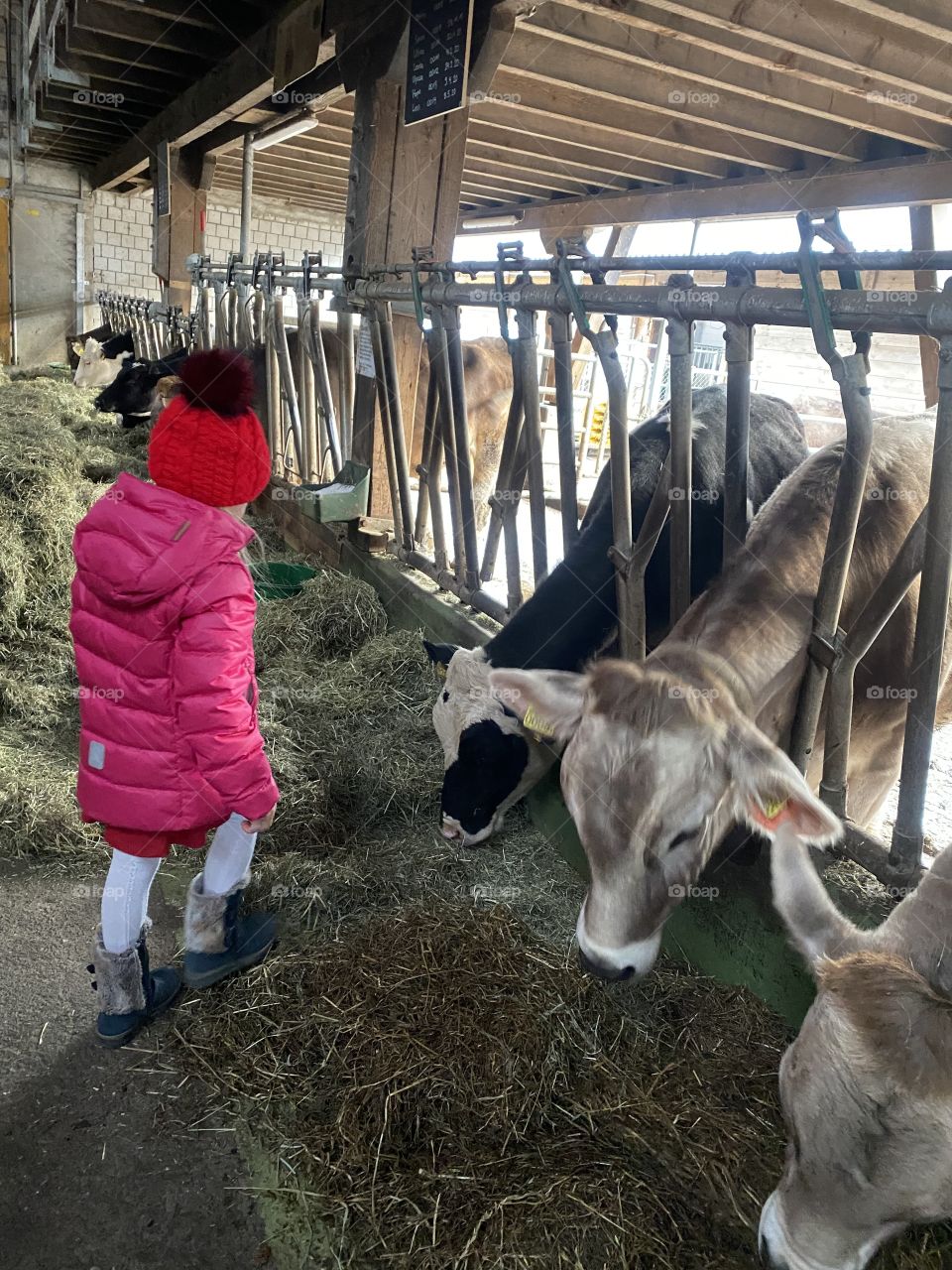 dandelion girl with animals, cows, dog, cat, horse,