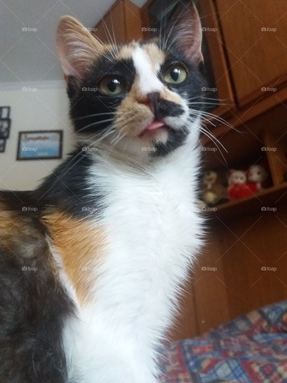 funny cat with little tongue.