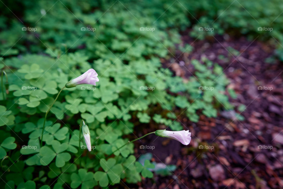 Small pink flowers on the forest floor surrounded by a grove of clover.