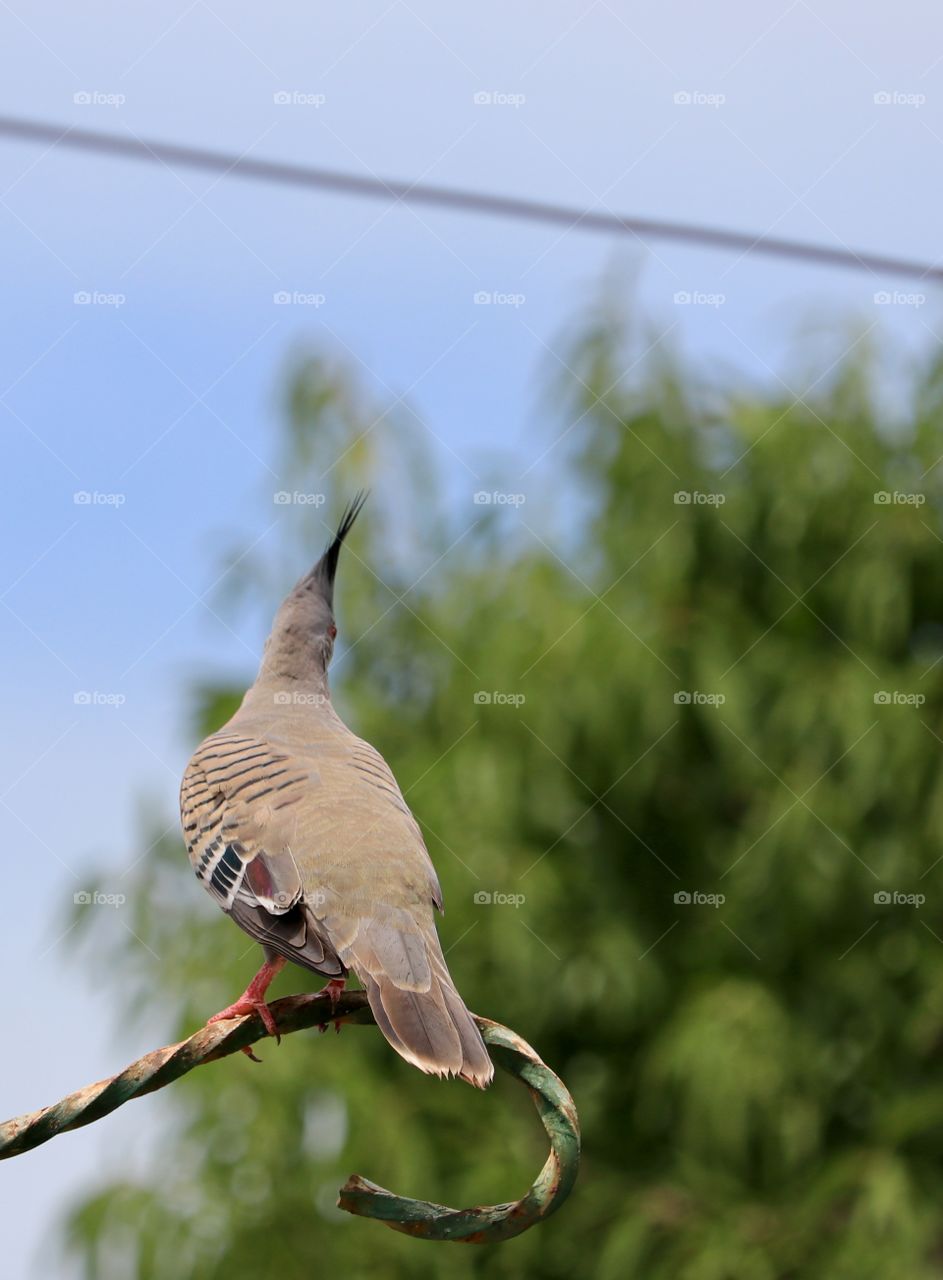 Back view of perched topknot crested pigeon outdoors