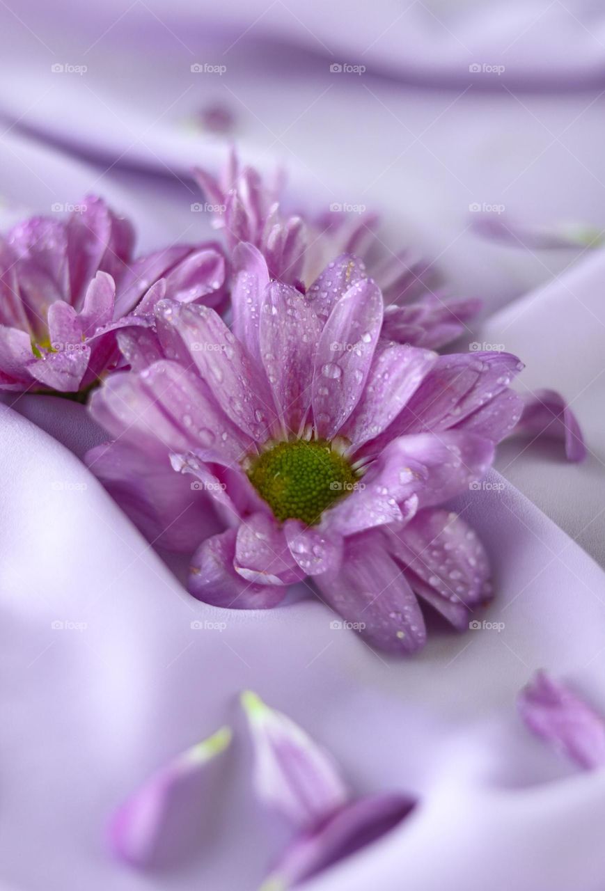 Purple Flowers