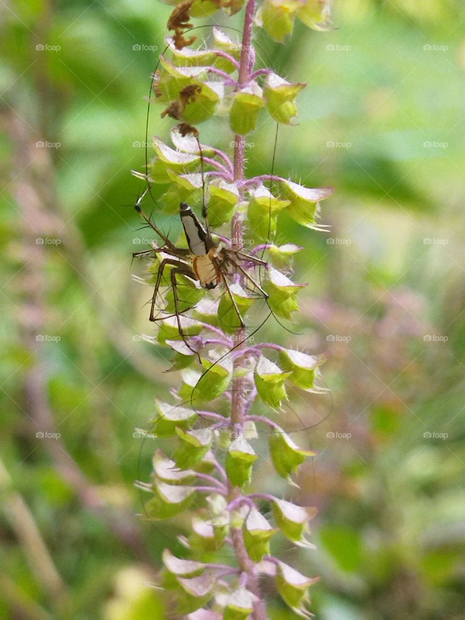 Nature/ Spider / Natural colours / Rare / Different / Nature lover