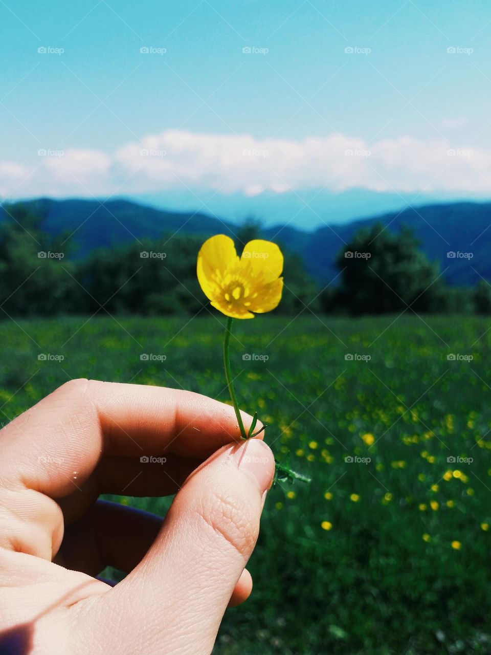 field with flowers