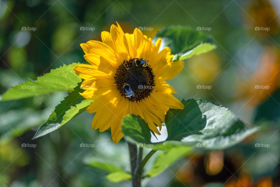 sunflowers bees and bumblebees