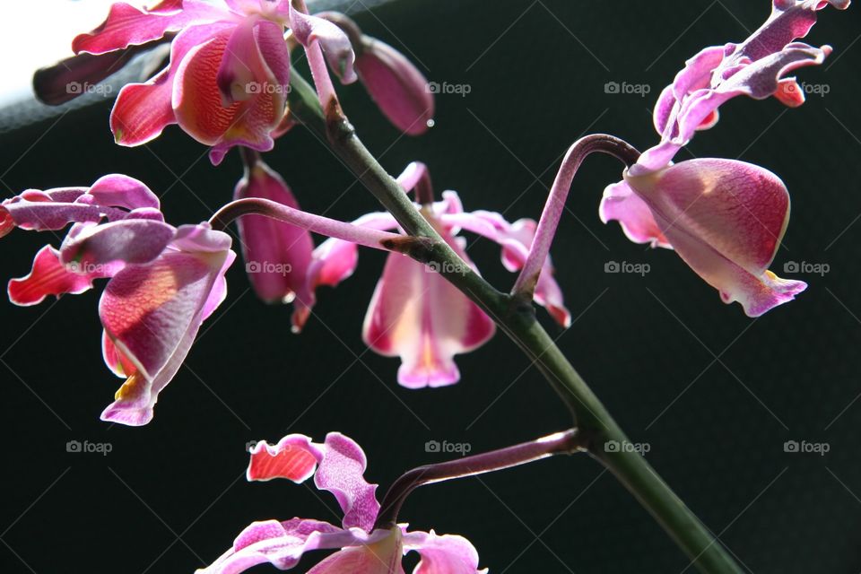 Flower, pink, multiple 
