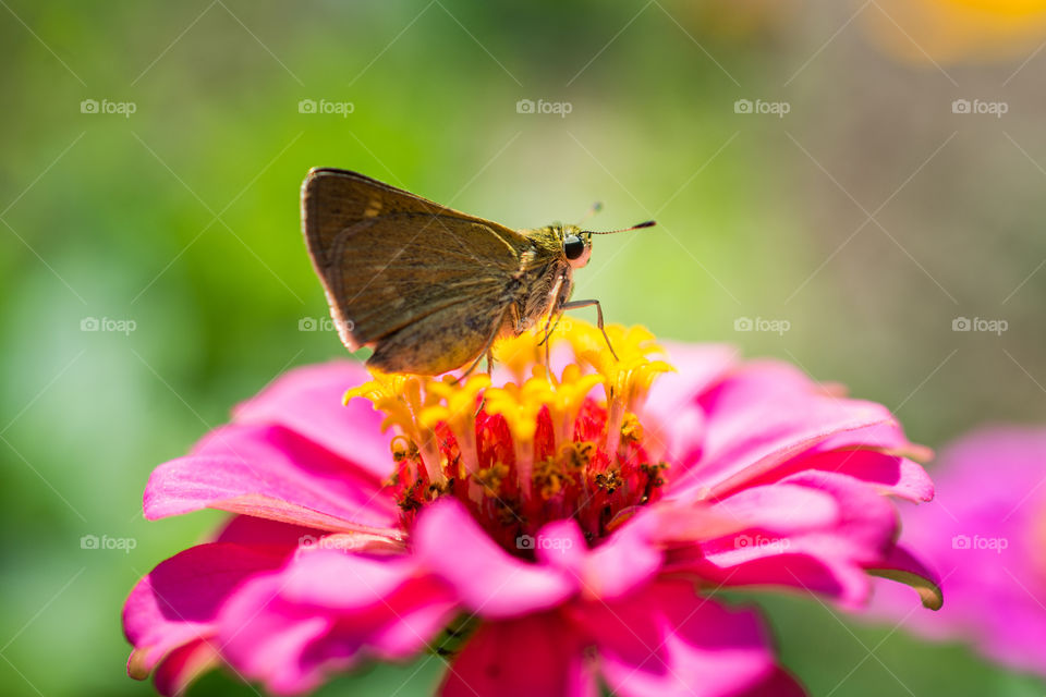 Small Butterfly on a Pink Zennia