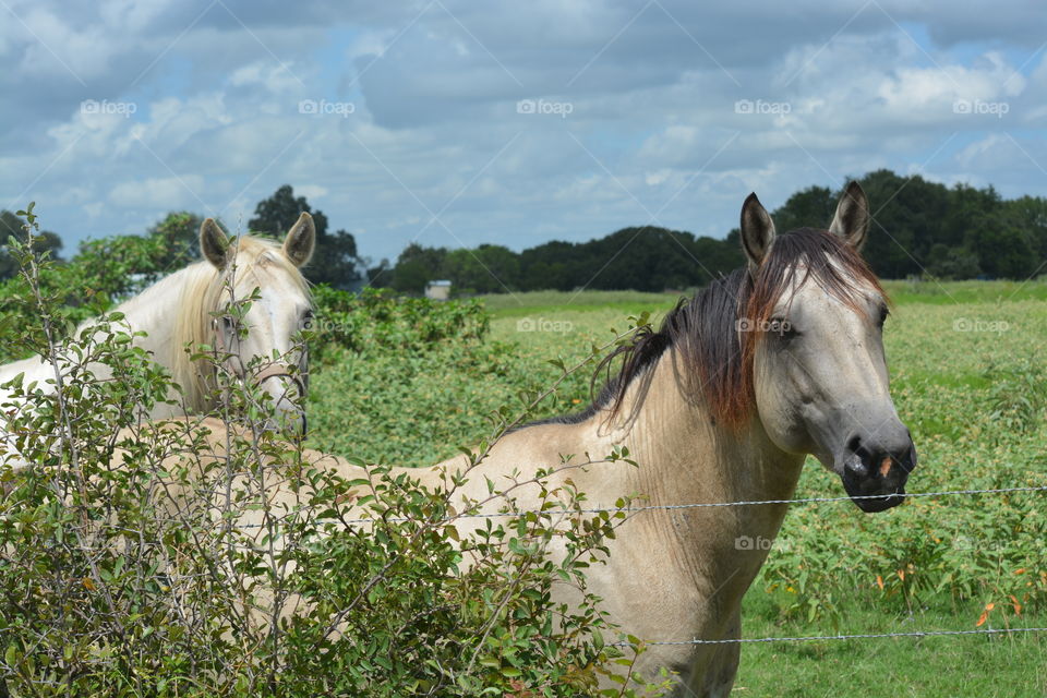 Two horse on the farm
