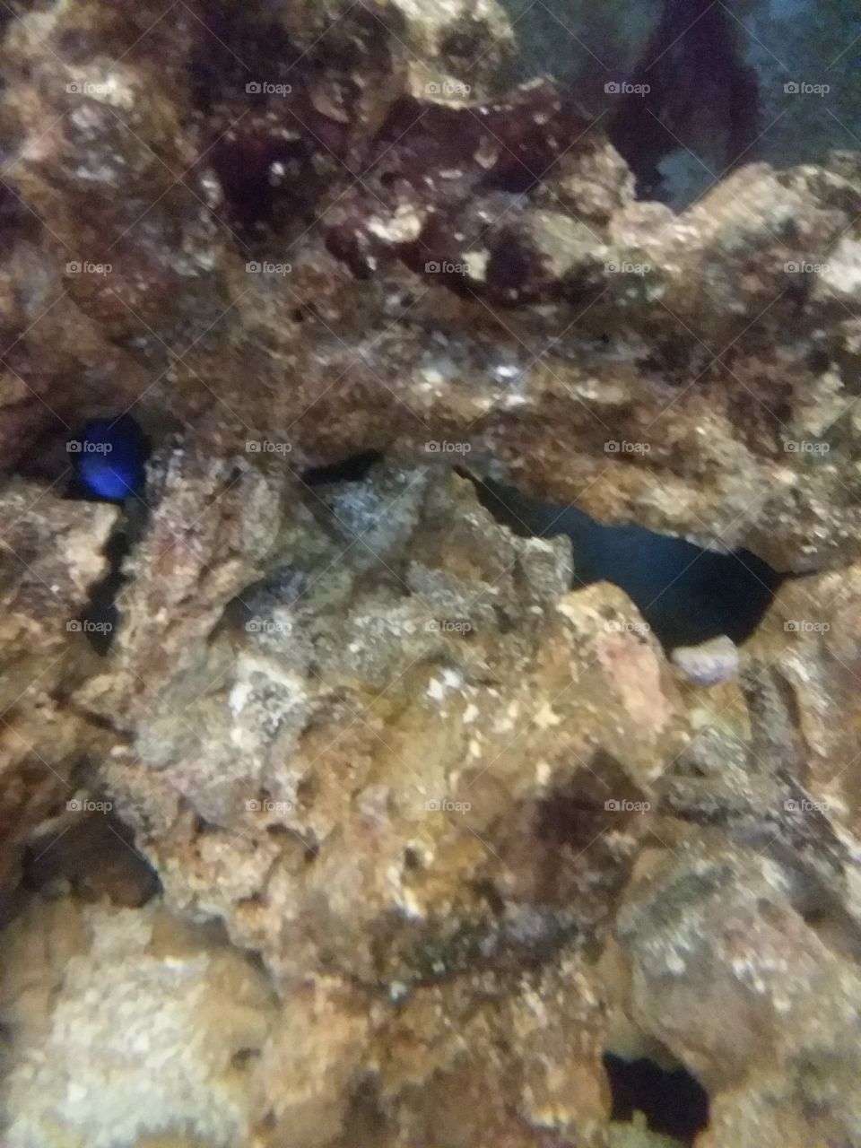 peek-a-boo  blue fish