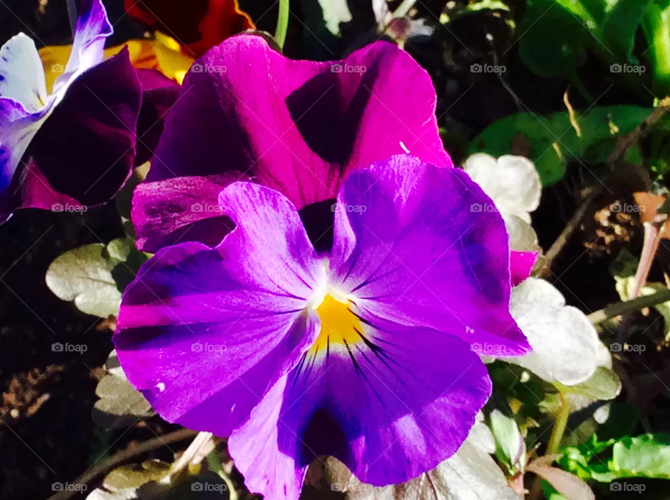 Flower