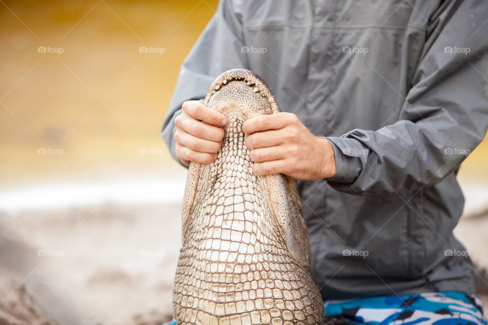 Young man wrestling an alligator at alligator farm, Florida, USA