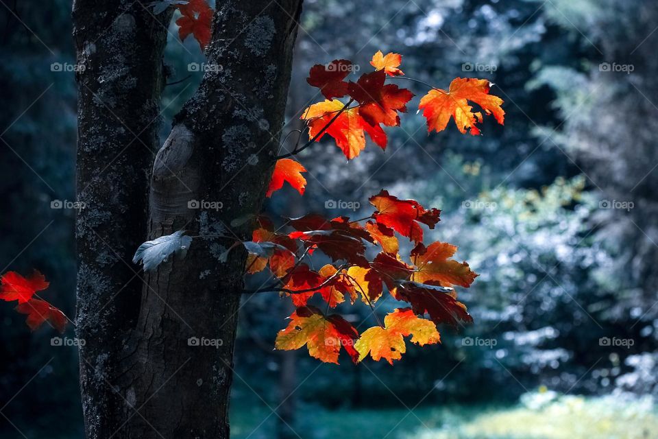 Autumn leaves