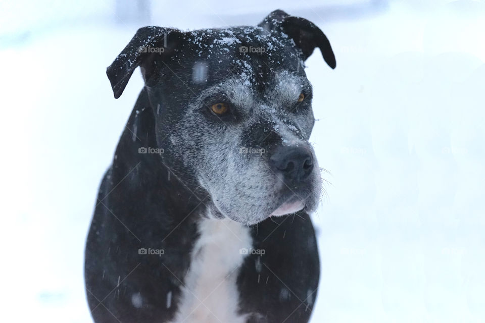 Bo Jangles's White Christmas