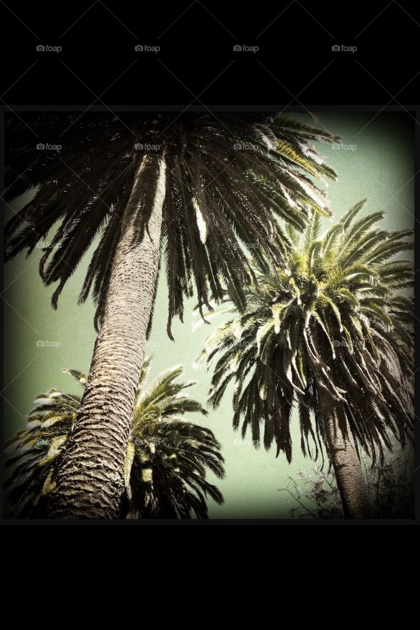 Santa Barbara Palms