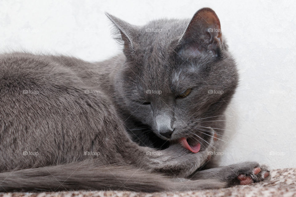 Russian blue cat