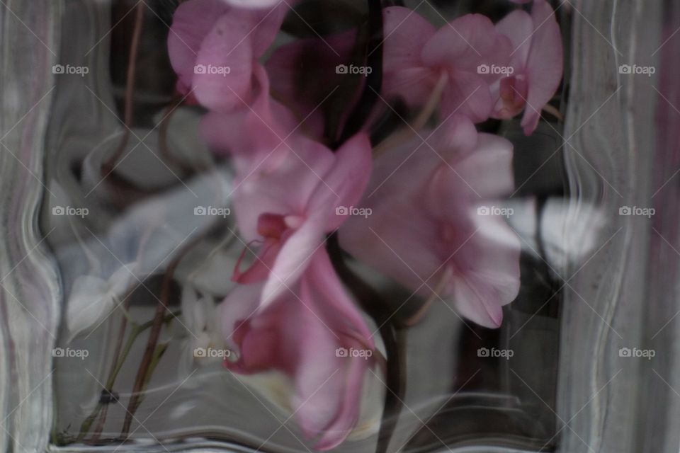 Orchids through glass wall 