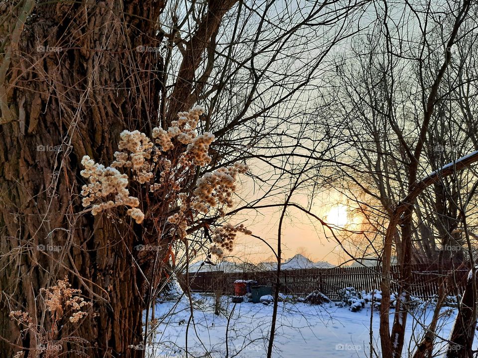 winter sunset  illuminating old tree and dry flowers