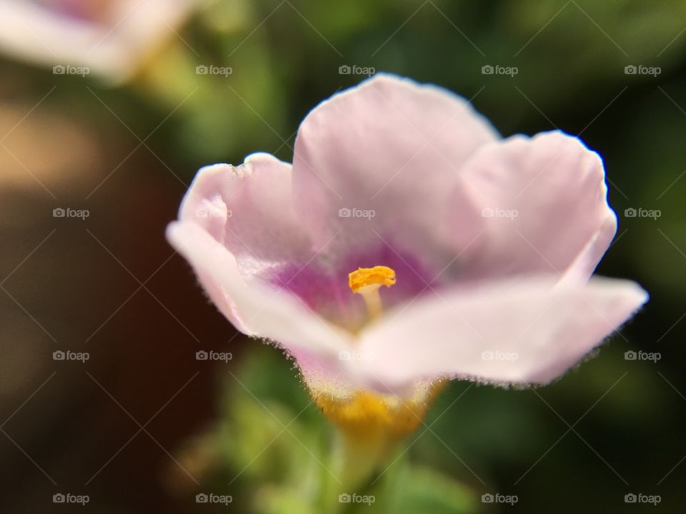 Macro flower 