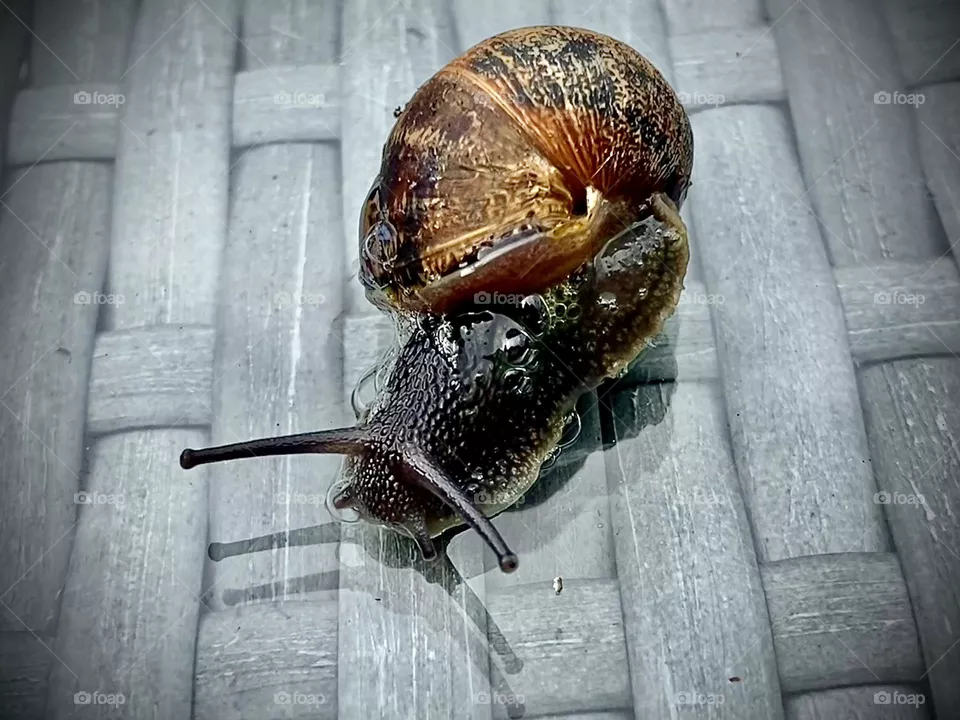 Snail 