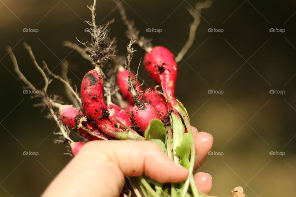 radish