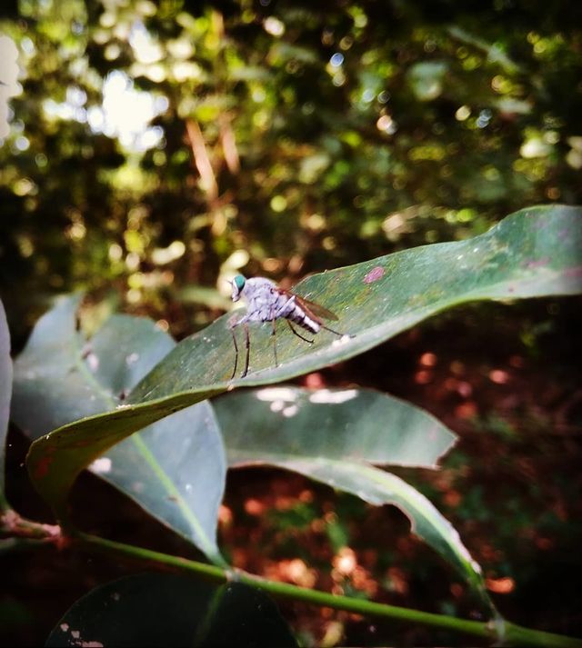 insect