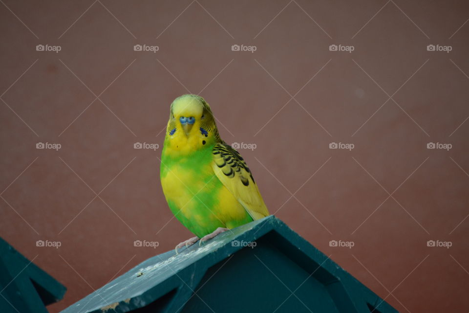 Parakeet on top of turquoise Bird house