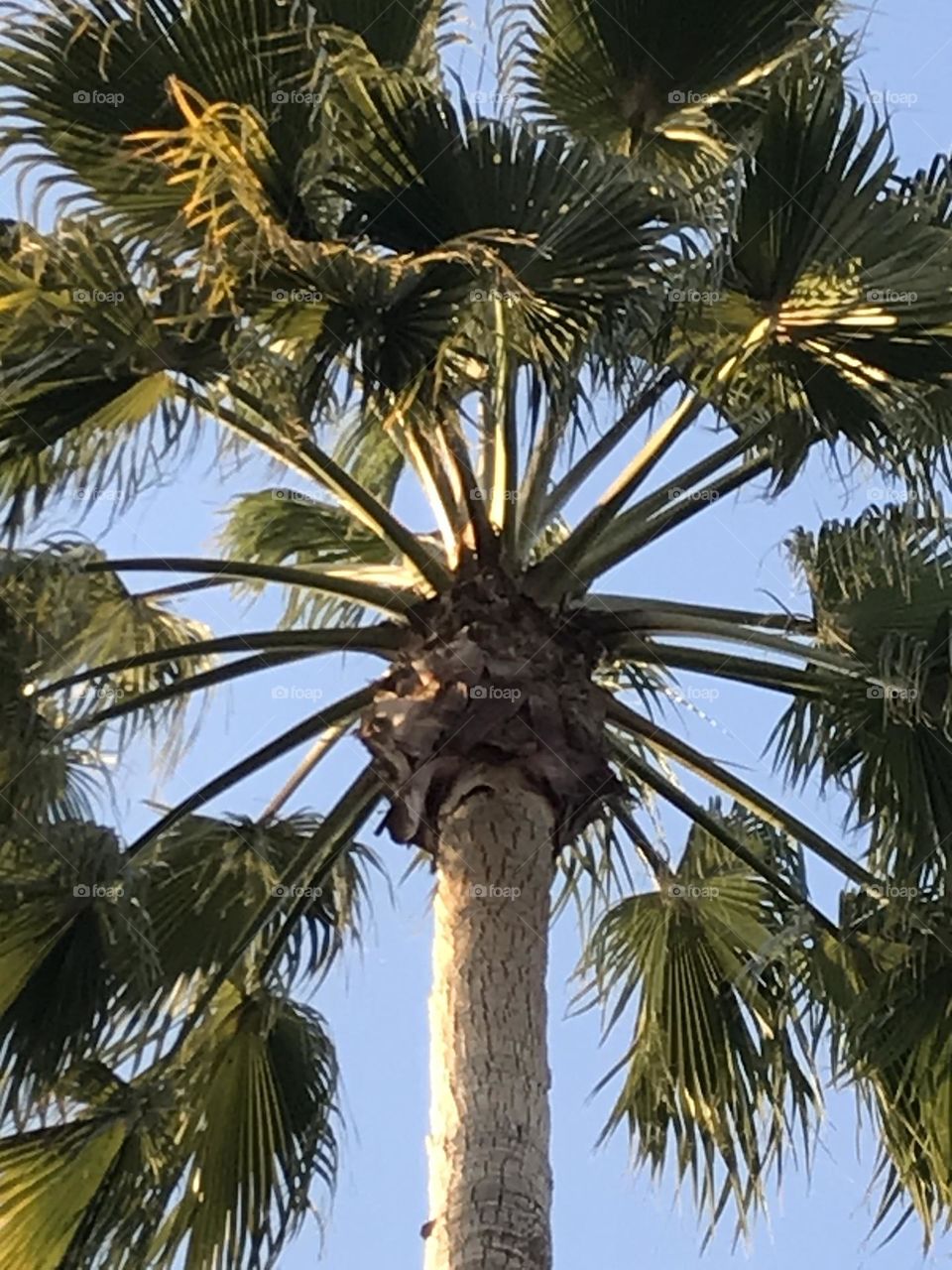 A palm tree protruding into the clear sky.