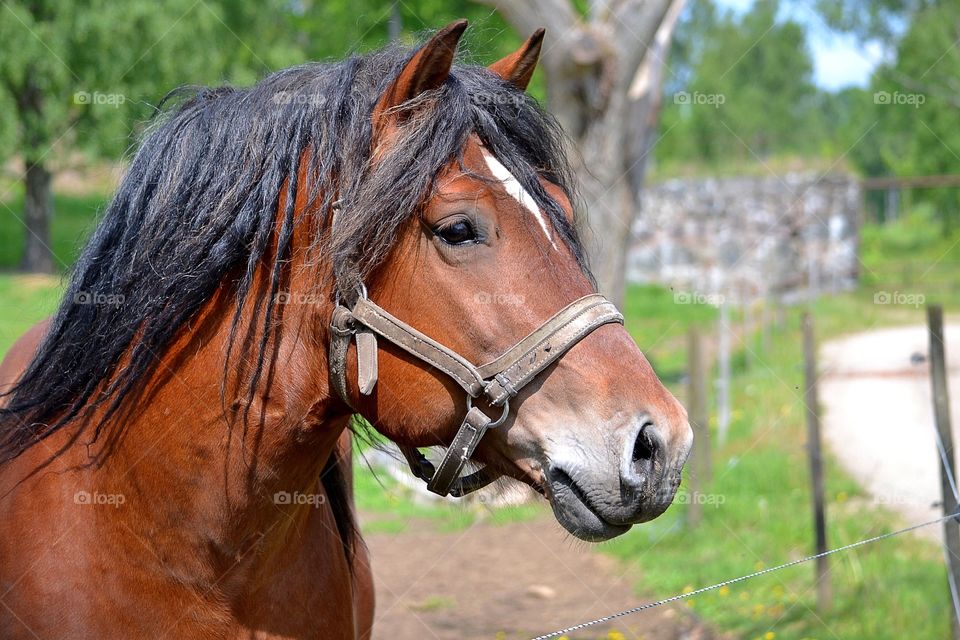 Mammal, Farm, Horse, Mare, Animal