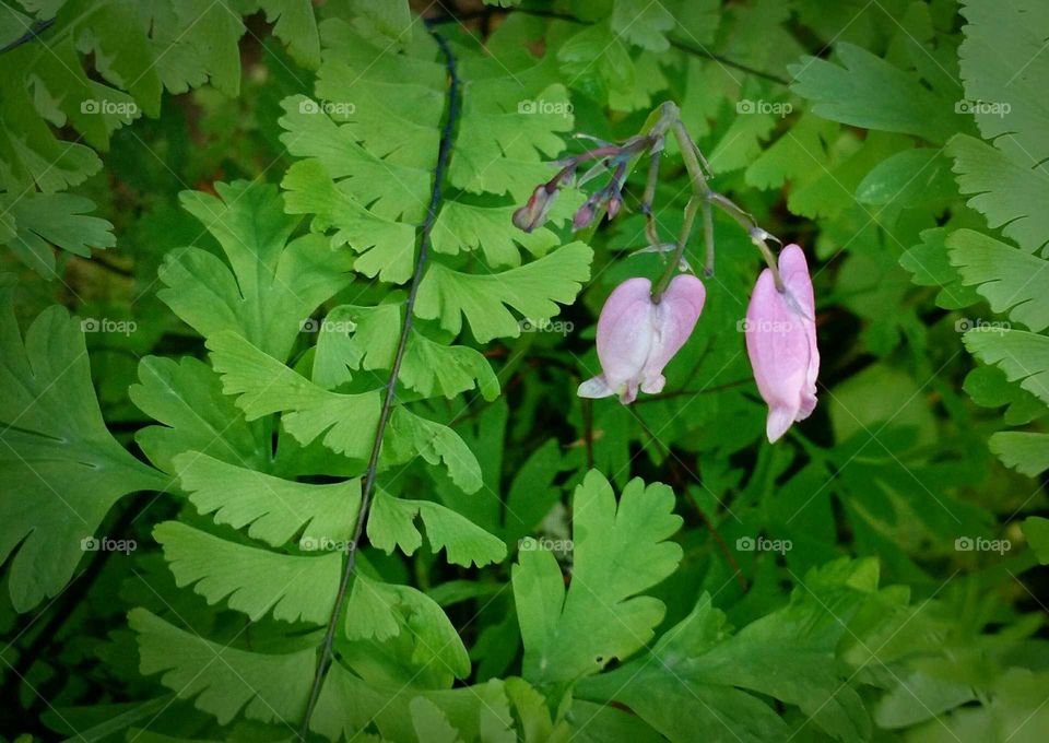 maidenhair fern and bleeding heart vine