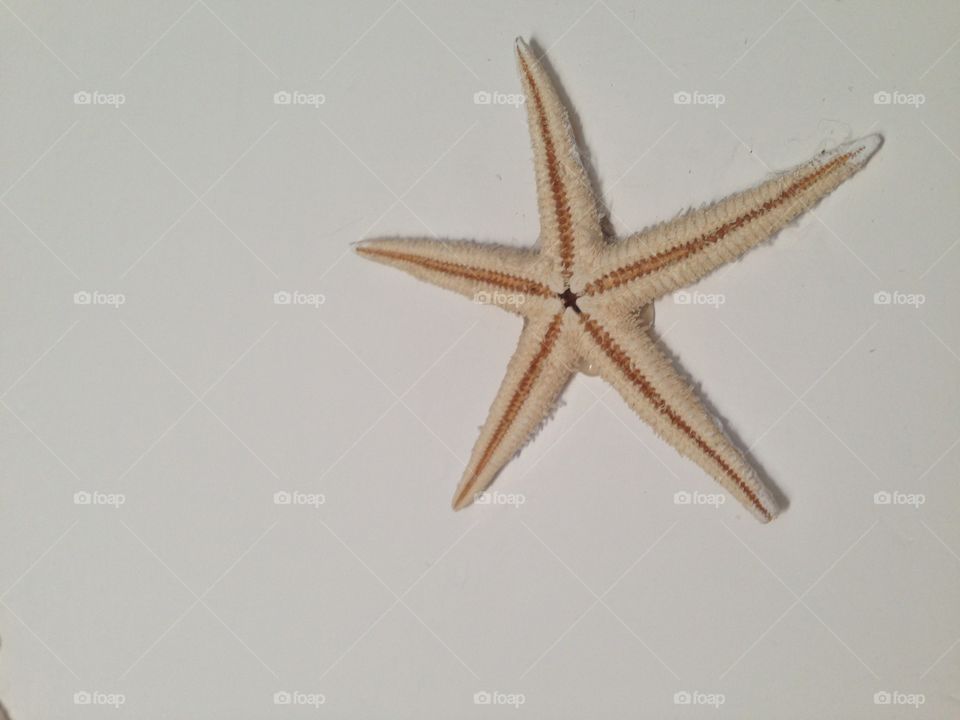 The starfish