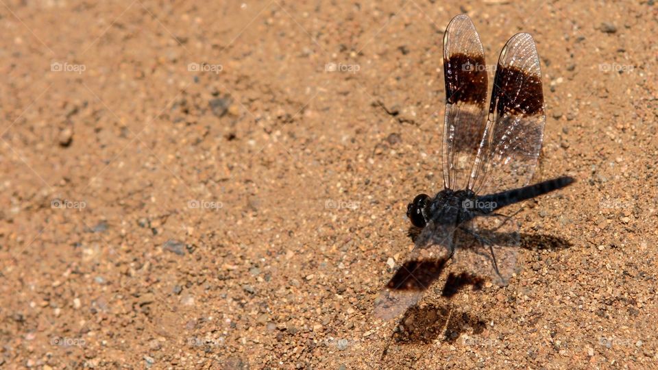 Beautiful black dragonfly with transparant wings.  