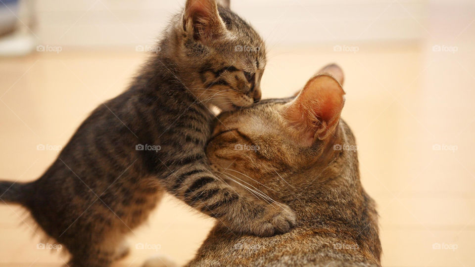 Cute cats with Love