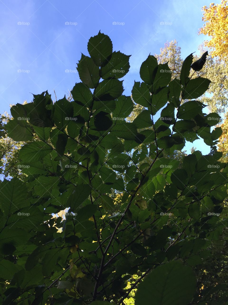 hazel leaves
