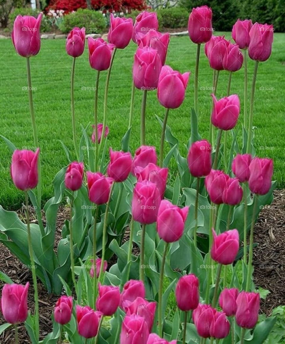 Pink tulips