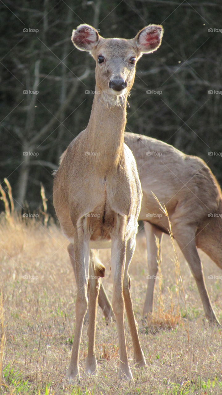 Alert Whitetail deer
