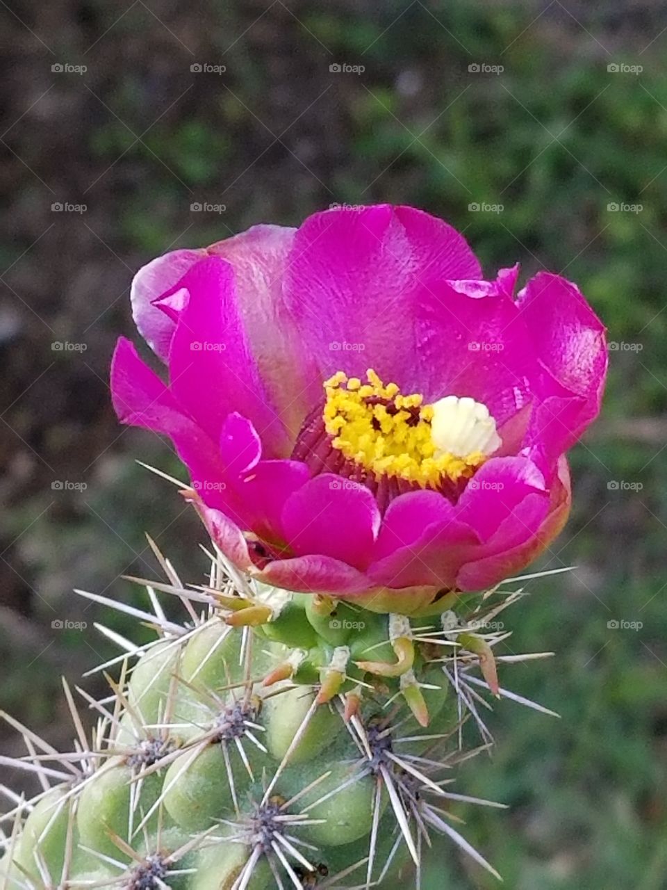 such pink beauty on a lot of pain only in the hot springtime of Texas