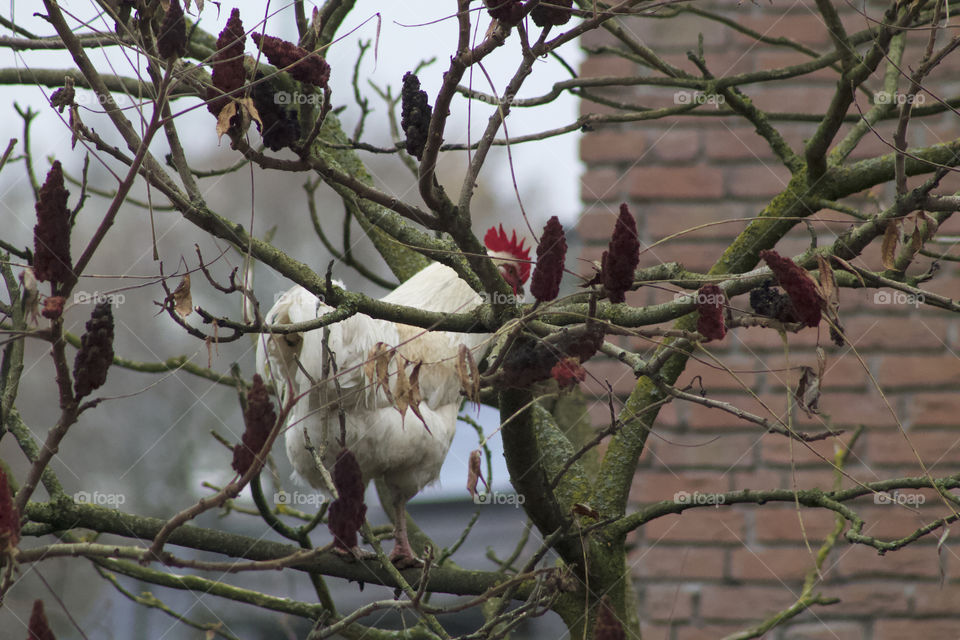 Ganz im Baum