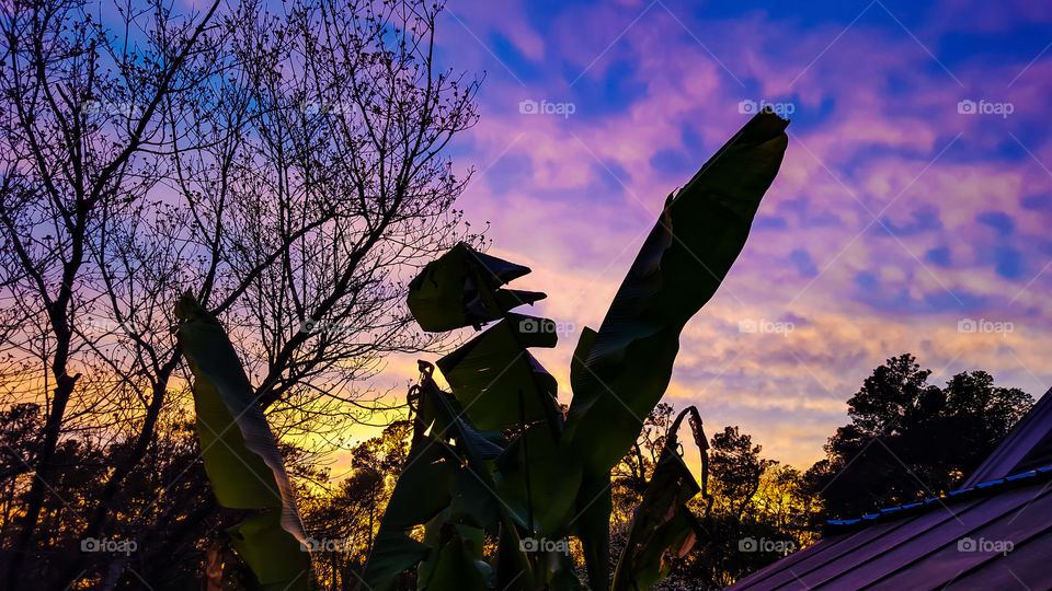 Banana Tree Sunset- A colorful sunset outlining our backyard banana tree.