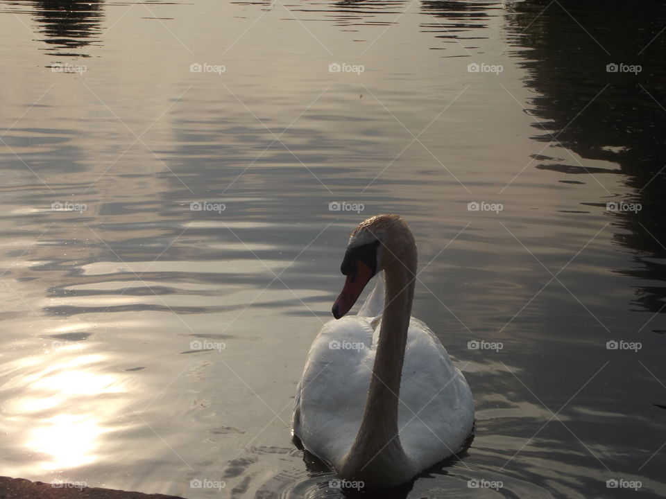 Swan At Dusk