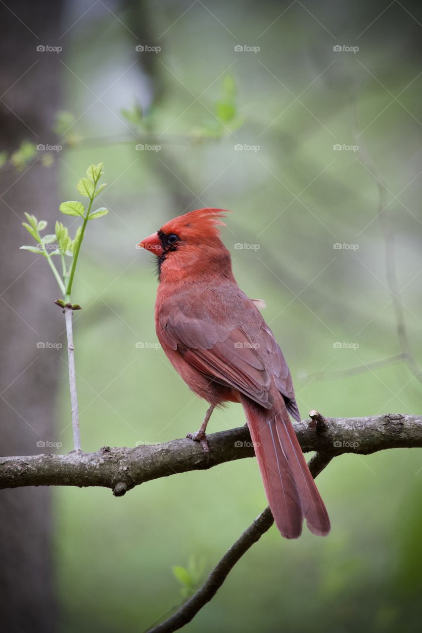 Gorgeous red Male cardinal sitting on tree branch next to single green plant blurred background.