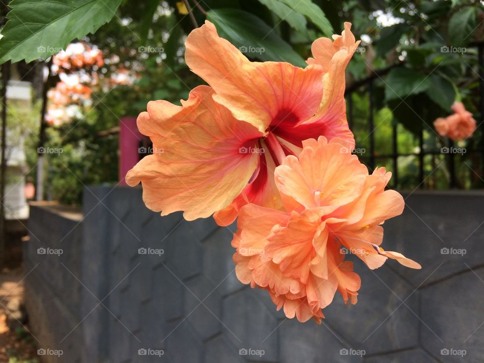 Flower Hibiscus