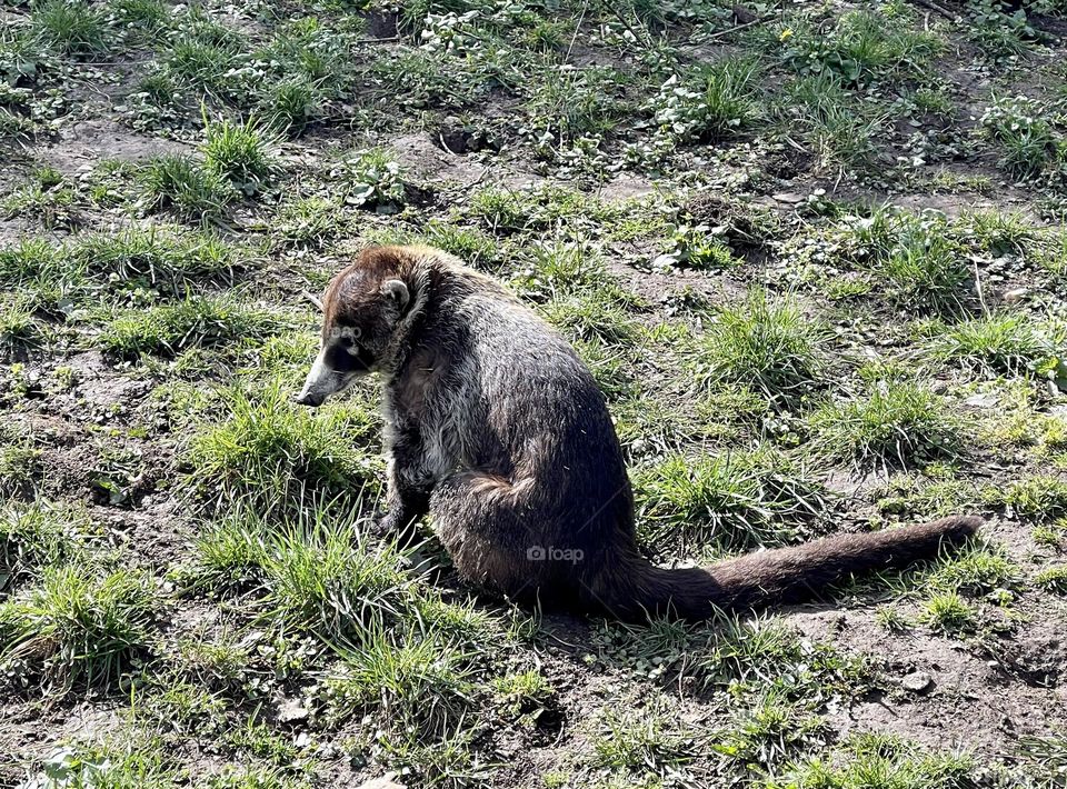 Cute furry animal on the grass 