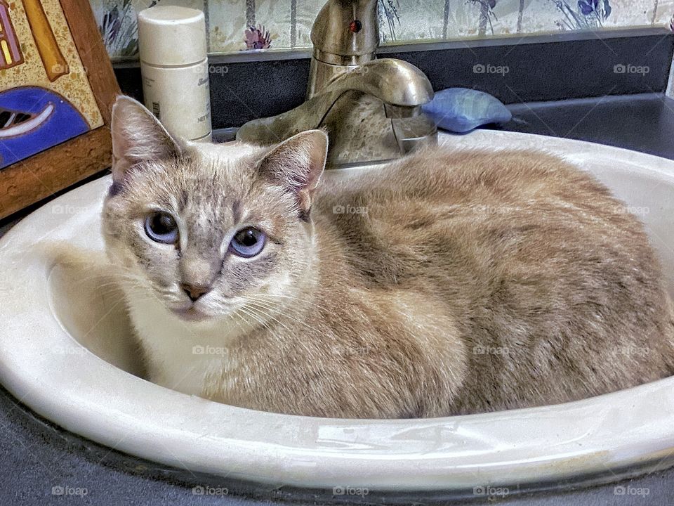 Sweetie in the Sink (A friend’s cat)