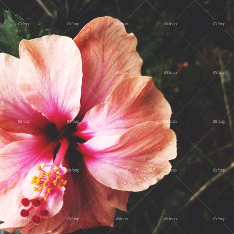 Peachy pink tropical flower 
