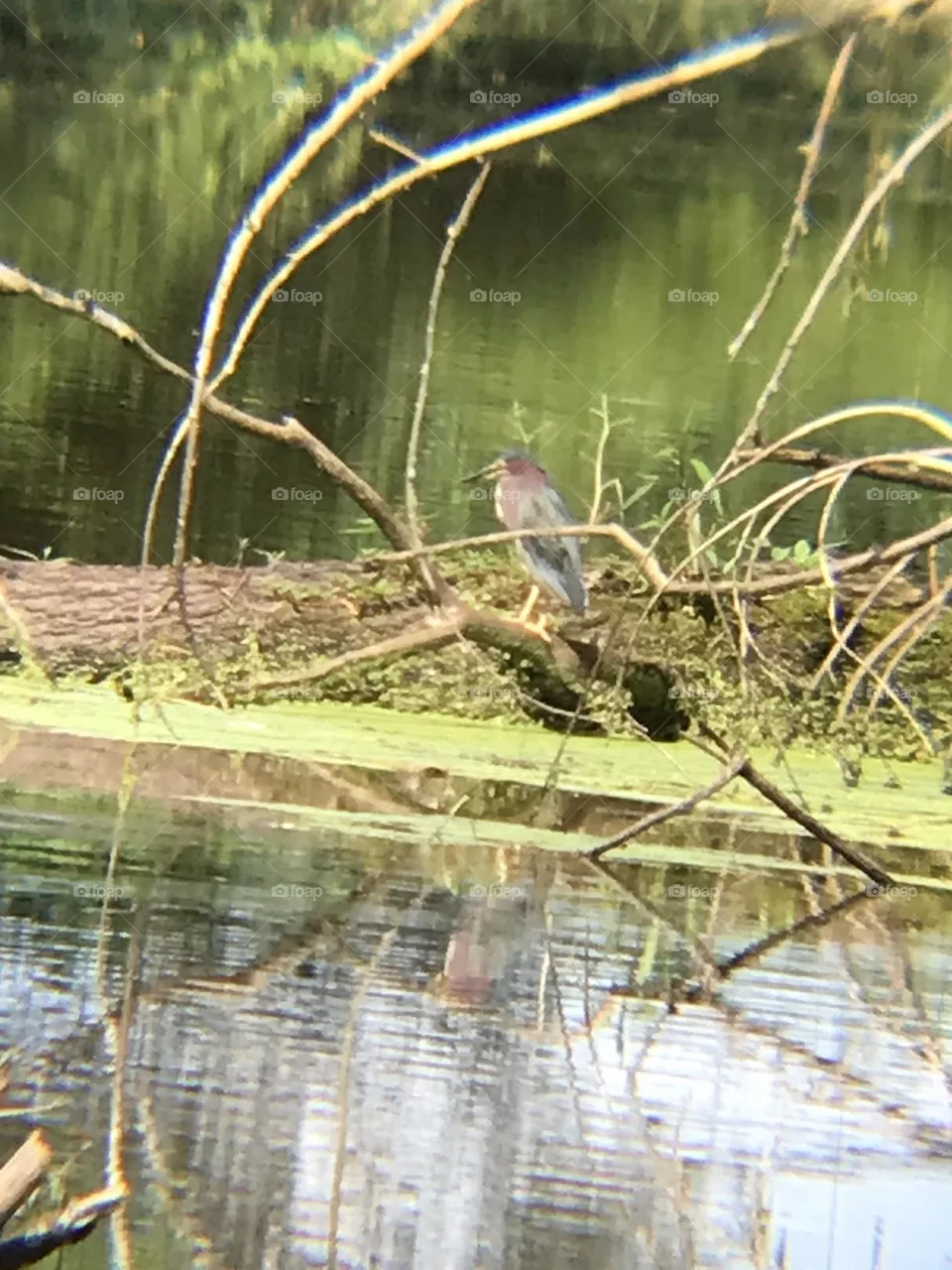Green Heron