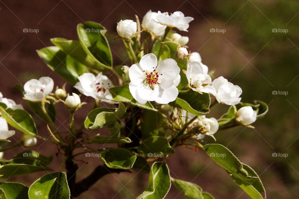 spring white flowers